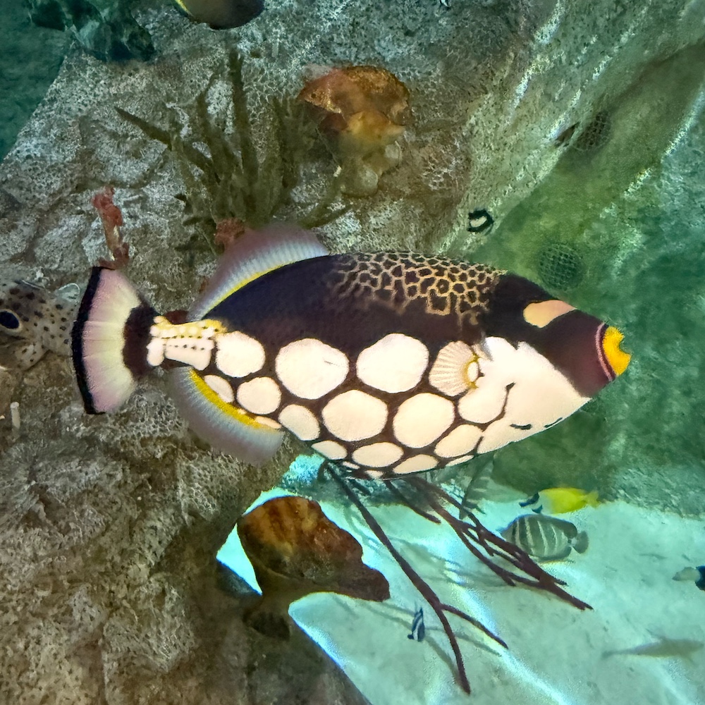 A colourful fish in the aquarium tank.