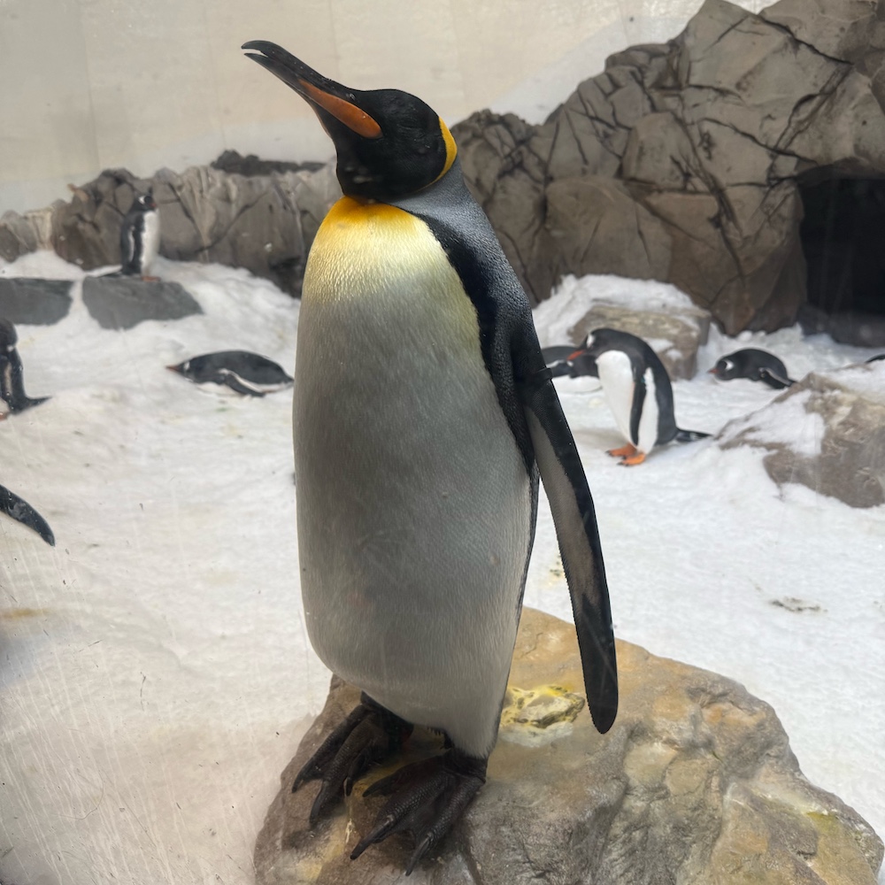 A penguin standing upright on ice at the aquarium.