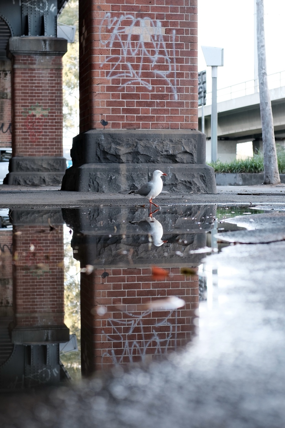 A seagull in a puddle in front of a brick column.