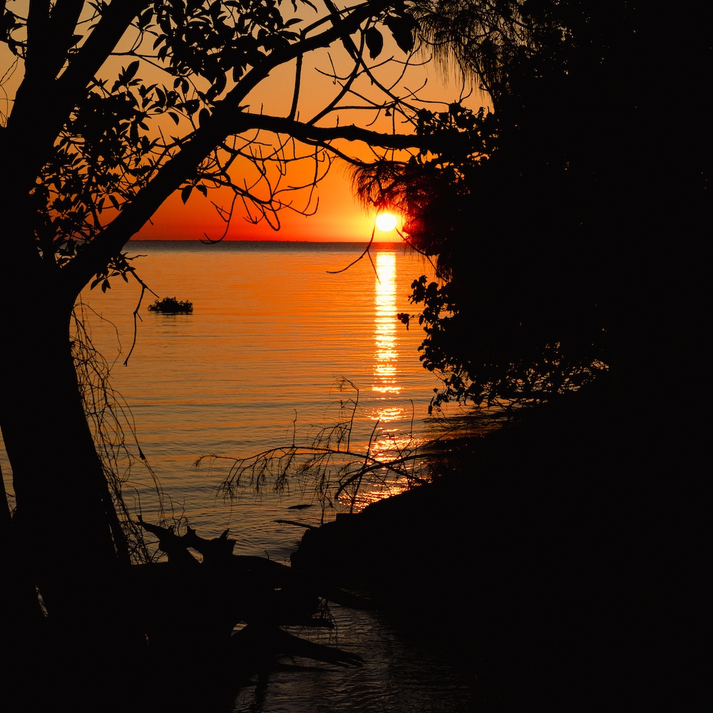 The setting sun over water seen through some trees from the shore.